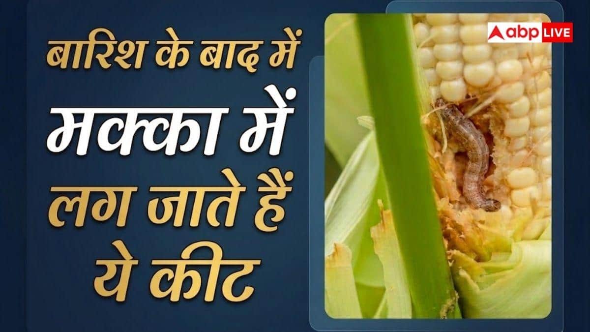 मक्का में बारिश के बाद बढ़ जाते हैं ये कीट, ऐसे करें बचाव