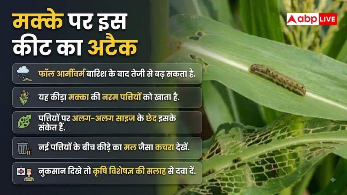 मक्का में बारिश के बाद बढ़ जाते हैं ये कीट, ऐसे करें बचाव