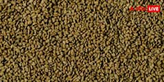 Fenugreek Farming : गमले में उगानी है मेथी? बीज डालने से पहले जरूर करें ये काम