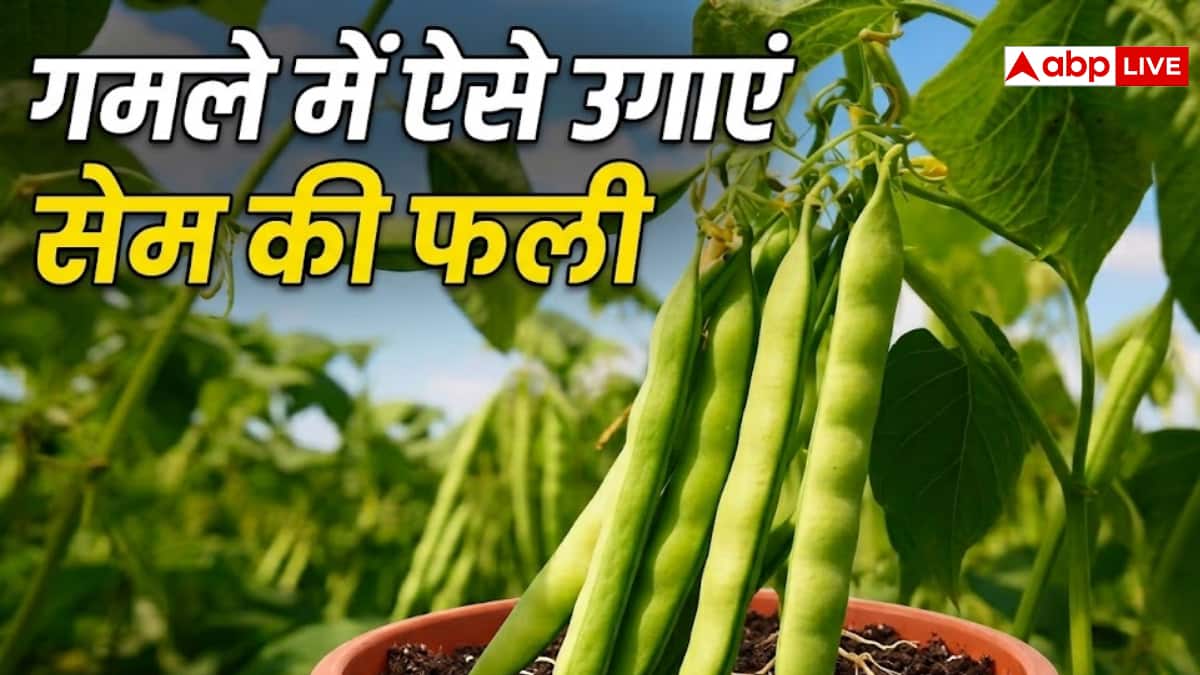 गमले में उगाएं सेम की फली, घर बैठे पाएं ताजी सब्जी