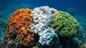 Lakshadweep’s Rare Coral Formation May Help Explain Why Some Reefs Resist Warming