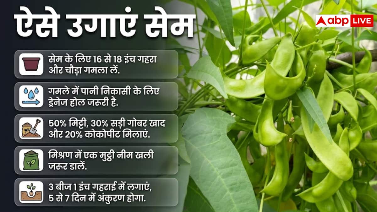 गमले में उगाएं सेम की फली, घर बैठे पाएं ताजी सब्जी