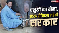 पशुओं का भी बीमा कराएगी सरकार, 85% प्रीमियम भी भरेगी