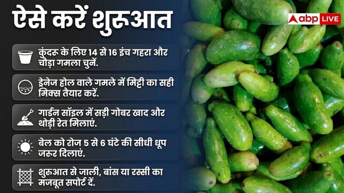घर पर ही उगाएं दमदार कुंदरू, फॉलो करें ये प्रोसेस
