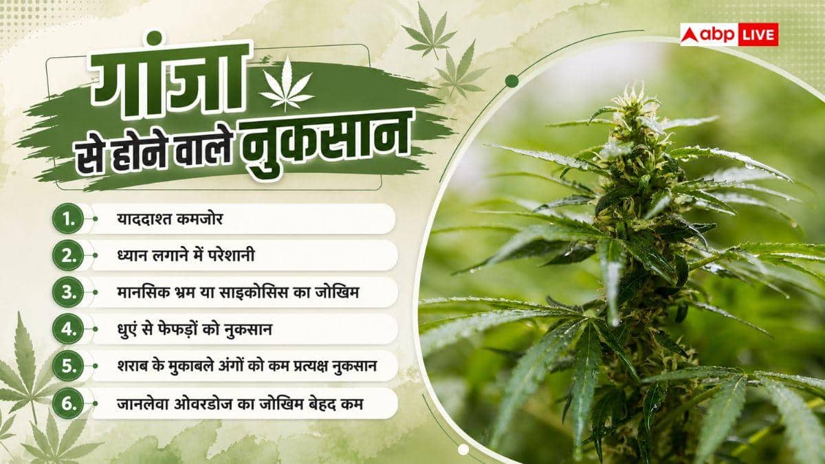 गांजे का भ्रम या शराब का हैंगओवर, सबसे ज्यादा जानलेवा क्या?