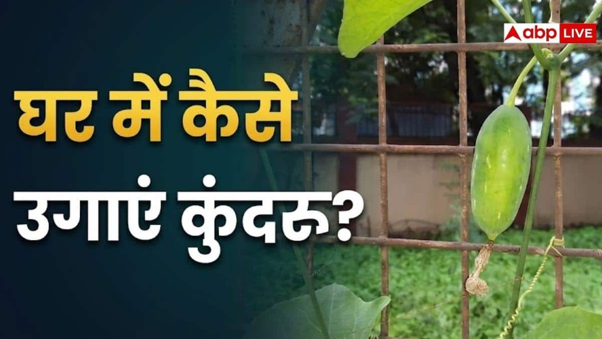 घर पर ही उगाएं दमदार कुंदरू, फॉलो करें ये प्रोसेस