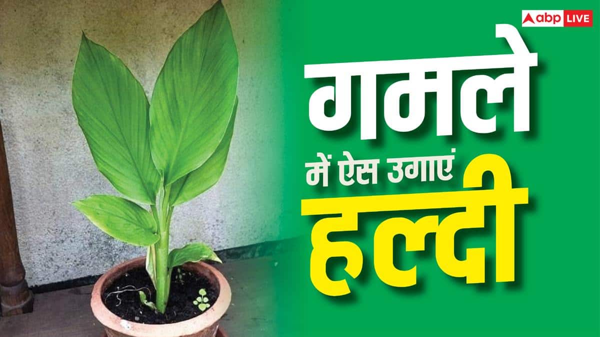 गमले में कैसे उगा सकते हैं हल्दी, बाजार से लाने की टेंशन खत्म
