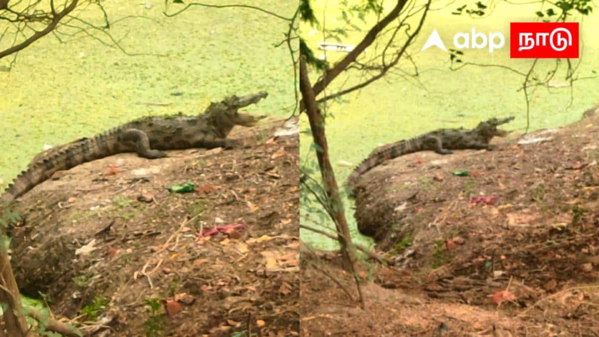 கொள்ளிடம் அருகே அதிர்ச்சி! வீட்டிற்கு வெளியே காத்திருக்கும் ஆபத்து - மேனாயிருப்பில் உச்சக்கட்ட பீதி!