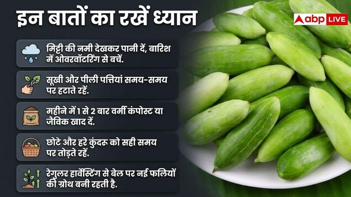 घर पर ही उगाएं दमदार कुंदरू, फॉलो करें ये प्रोसेस