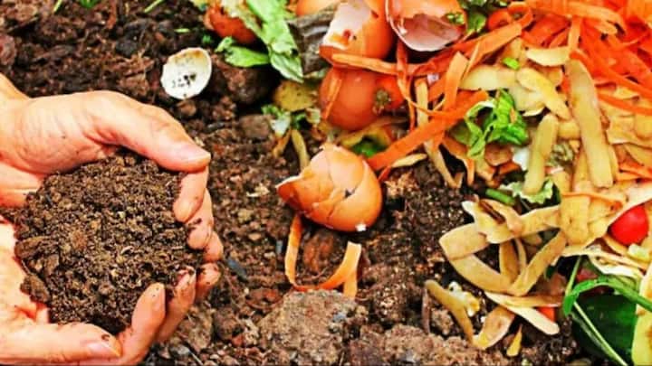 आप सब्जियों के छिलकों की खाद बना सकते हैं. इसमें आलू, गाजर, लौकी, कद्दू समेत कई सब्जियों के छिलके किचन गार्डन के काम आ सकते हैं. इन्हें सीधे गमले में डालने के बजाय पहले सुखाकर छोटे टुकड़ों में करें. इसके बाद मिट्टी में मिलाएं. इससे धीरे धीरे जैविक पदार्थ बढ़ता है और मिट्टी की क्वालिटी बेहतर होती है. ध्यान रखें कि नमक, मसाले वाले कचरे को इसमें शामिल न करें.