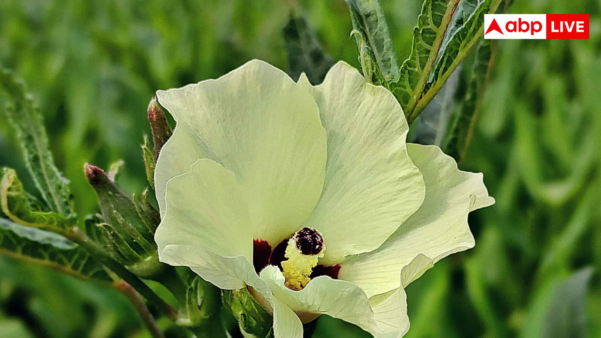 Flowers Not Turning into Fruit: फसल में फूल आ रहे हैं लेकिन फल नहीं बन रहे, कहीं ये कमी तो नहीं?
