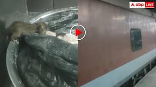 Viral Video: ट्रेन की पेंट्री में दिखा चूहा, वायरल वीडियो पर आया IRCTC का जवाब