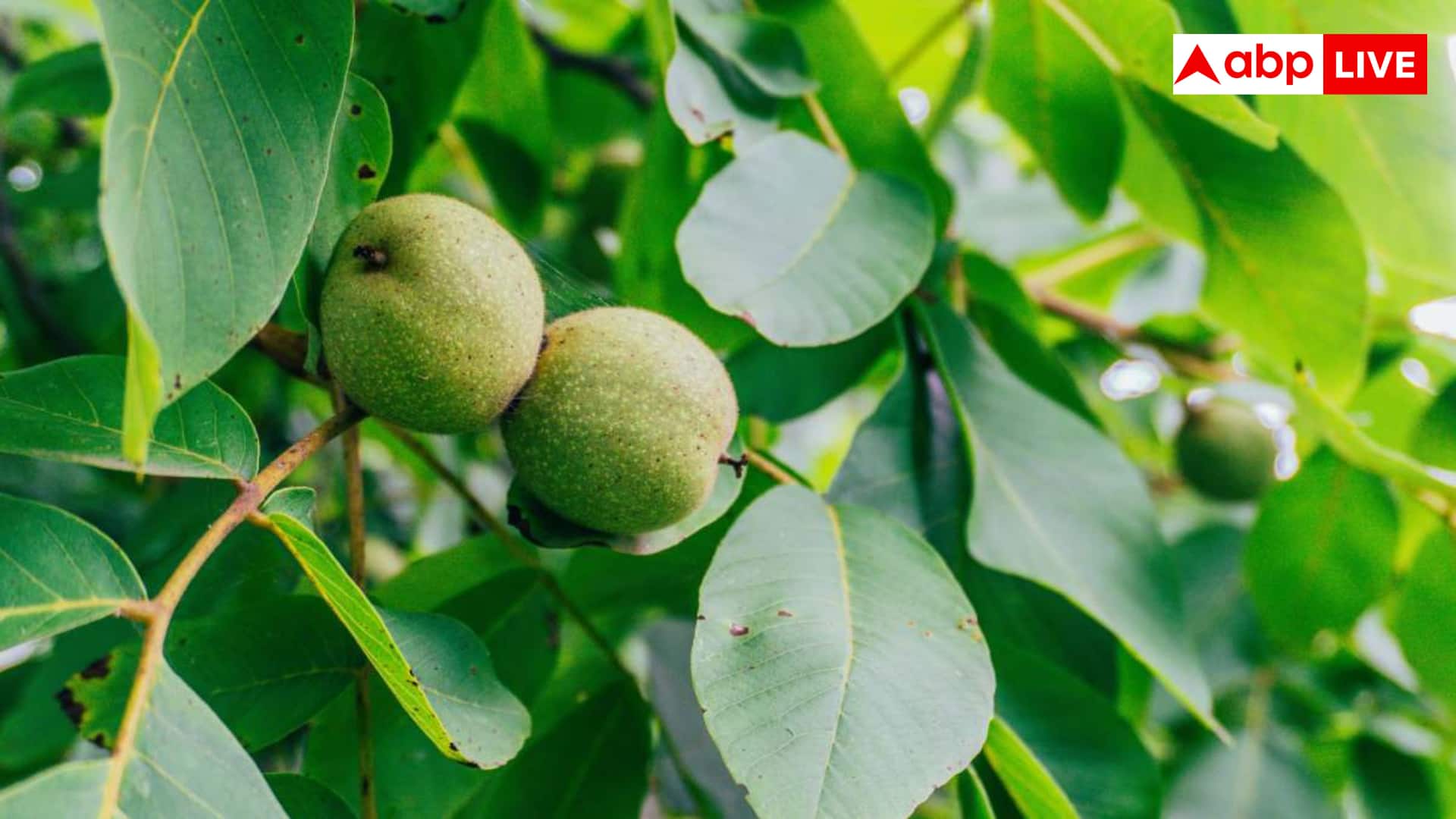 Growing Walnut in Pot at Home: अपने गमले में कैसे उगाएं कश्मीर जैसे अखरोट? ये रहा तरीका