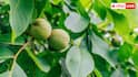 Growing Walnut in Pot at Home: अपने गमले में कैसे उगाएं कश्मीर जैसे अखरोट? ये रहा तरीका