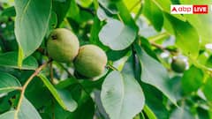 Growing Walnut in Pot at Home: अपने गमले में कैसे उगाएं कश्मीर जैसे अखरोट? ये रहा तरीका