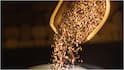 Flax Seeds Benefits : అవిసె గింజలు రోజూ తింటే శరీరంలో జరిగే మార్పులు ఇవే.. కొలెస్ట్రాల్ నుంచి షుగర్ వరకు
