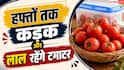 Tomato Storage Tips: क्या आपके टमाटर भी सड़ जाते हैं जल्दी? जानें 15 दिन फ्रेश रखने की ट्रिक