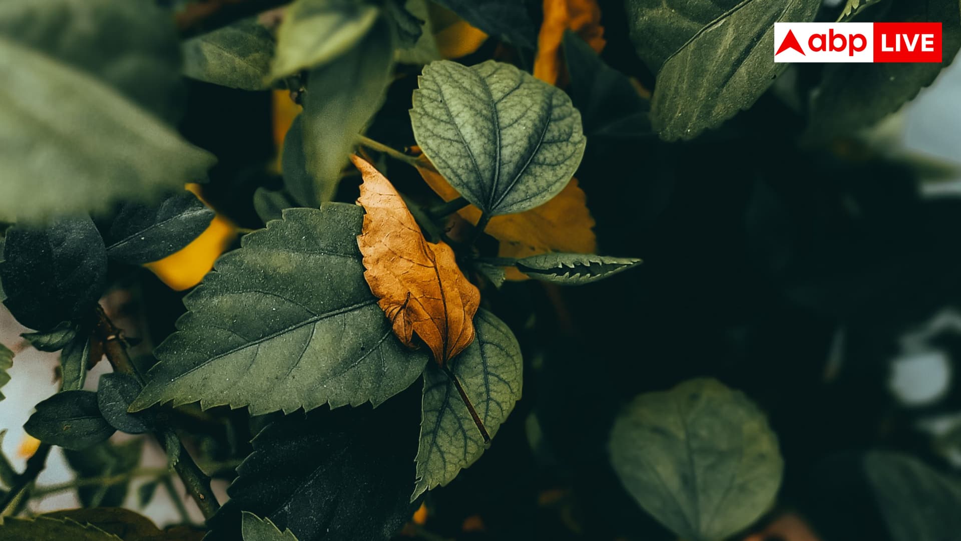 Plant Care Tips:  पौधे की पत्तियां पीली पड़ रही हैं, खाद डालें या पानी?