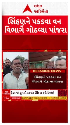Amreli Lion : સિંહણને પકડવા વન વિભાગે ગોઠવ્યા પાંજરા