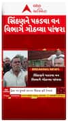 Amreli Lion : સિંહણને પકડવા વન વિભાગે ગોઠવ્યા પાંજરા