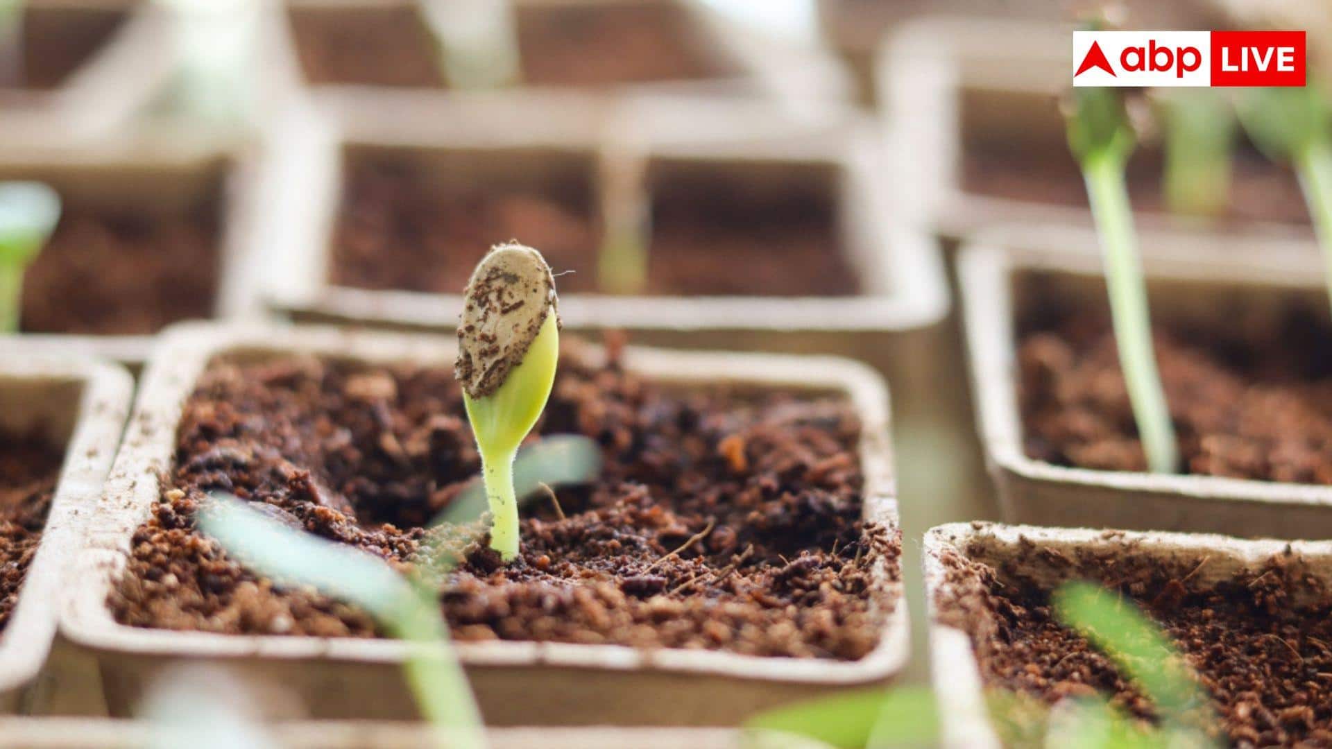 Green Chilli's Seeds Farming:हरी मिर्च के बीज से कैसे तैयार होता है नया पौधा, जान लें तरीका