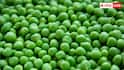 Green Peas At Home: घर पर कैसे उगा सकते हैं हरी मटर? जान लें तरीका