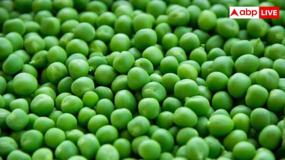 Green Peas At Home: घर पर कैसे उगा सकते हैं हरी मटर? जान लें तरीका Green Peas At Home: घर पर कैसे उगा सकते हैं हरी मटर? जान लें तरीका
