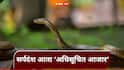 Snakebite : सर्पदंश आता ‘अधिसूचित आजार’ घोषित; साप चावल्यास लस, उपचार अन् मृत्यूची होणार नोंद