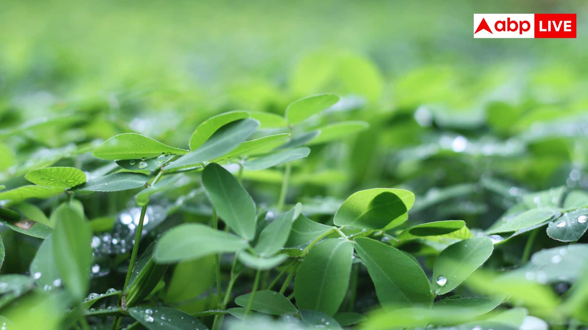 Fenugreek Leaves At Home: घर के गमले में कैसे उगाएं मैथी? ये है सबसे आसान तरीका
