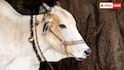 Indigenous Cow Breeds: दूध देने के मामले में भैंस को टक्कर देती हैं ये 5 देसी गाय, सब एक से बढ़कर एक