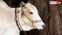 दूध देने के मामले में भैंस को टक्कर देती हैं ये 5 देसी गाय, सब एक से बढ़कर एक