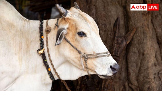 Indigenous Cow Breeds: दूध देने के मामले में भैंस को टक्कर देती हैं ये 5 देसी गाय, सब एक से बढ़कर एक Indigenous Cow Breeds: दूध देने के मामले में भैंस को टक्कर देती हैं ये 5 देसी गाय, सब एक से बढ़कर एक
