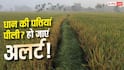 Paddy Farming Tips : धान की पत्तियों में दिख रहा पीलापन तो तुरंत हो जाएं अलर्ट, वरना फसल...