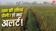 धान की पत्तियों में दिख रहा पीलापन तो तुरंत हो जाएं अलर्ट, वरना फसल...