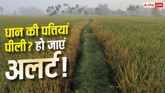 Paddy Farming Tips : धान की पत्तियों में दिख रहा पीलापन तो तुरंत हो जाएं अलर्ट, वरना फसल... Paddy Farming Tips : धान की पत्तियों में दिख रहा पीलापन तो तुरंत हो जाएं अलर्ट, वरना फसल...