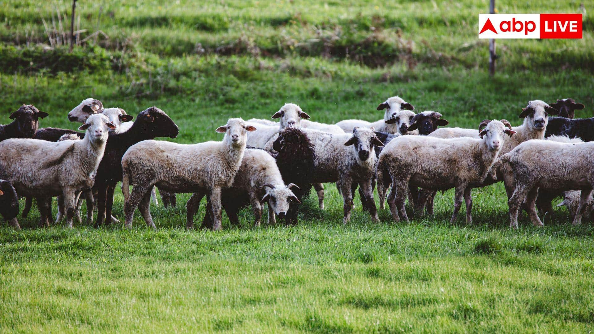 Sheep Farming Scheme: भेड़ पालकर कमा सकते हैं लाखों रुपये, सरकार भी देती है 90 पर्सेंट सब्सिडी