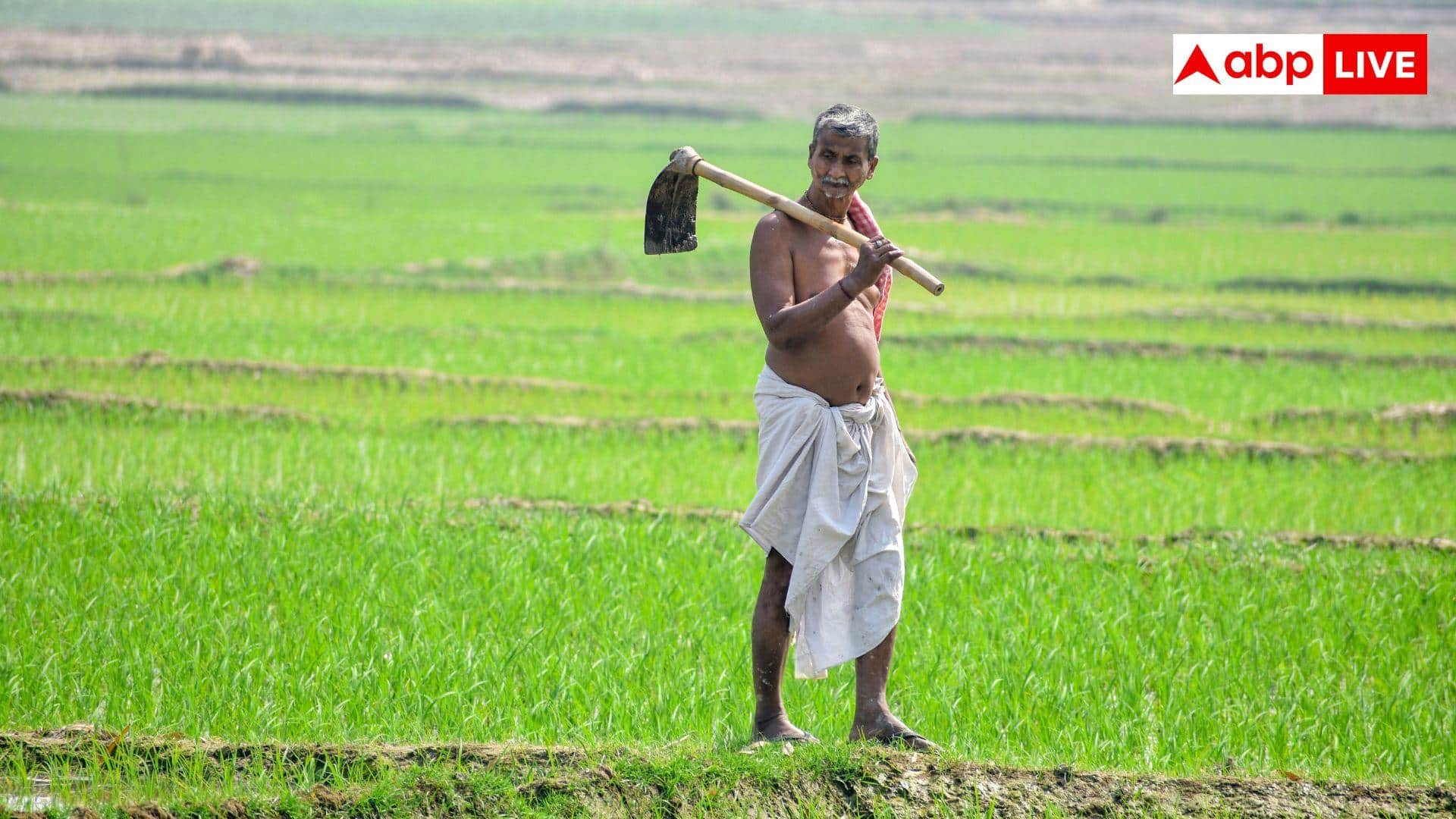 August-September Crops: अगस्त-सितंबर में खेत खाली न छोड़ें किसान, करें इन सब्जियों की खेती