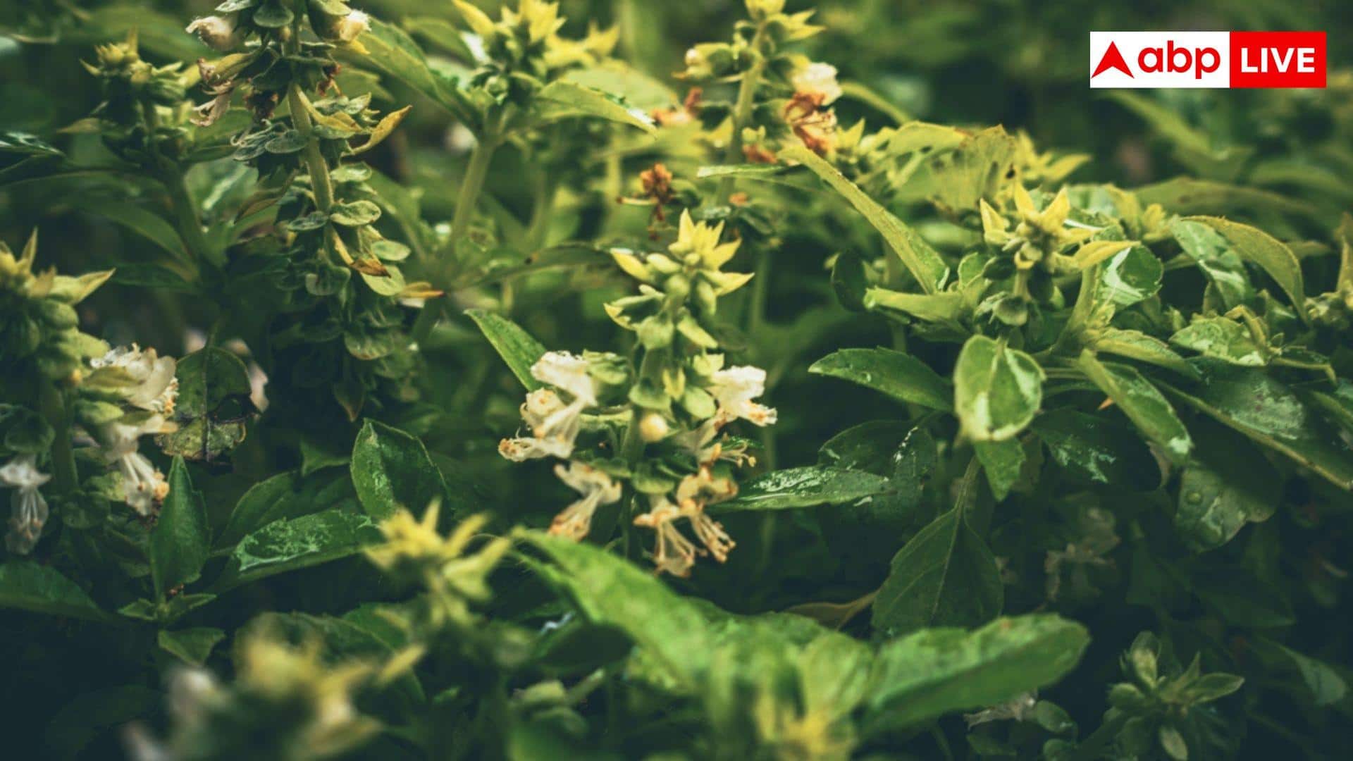 Tulsi Plant Care Tips:किन वजहों से जल्दी सूख जाता है घर में लगा तुलसी का पौधा?