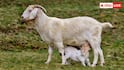 Goat  Dairy Business: बकरी के दूध का करें बिजनेस, जानें किस नस्ल की बकरी देती है सबसे ज्यादा दूध?