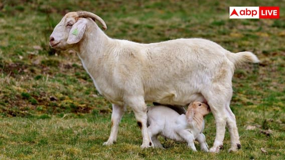 Goat Dairy Business: बकरी के दूध का करें बिजनेस, जानें किस नस्ल की बकरी देती है सबसे ज्यादा दूध? Goat Dairy Business: बकरी के दूध का करें बिजनेस, जानें किस नस्ल की बकरी देती है सबसे ज्यादा दूध?