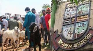 Mira Bhayandar News: रहिवासी इमारतींमध्ये कुर्बानीवर बंदी; सत्ताधारी भाजपने महासभेत प्रस्ताव केला मंजूर, नियमांचे उल्लंघन करणाऱ्यांवर दंडासह गुन्ह्याची तरतूद