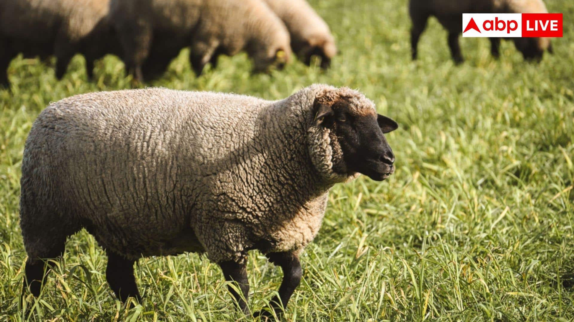 Sheep Wool Farming: भेड़ से ऊन निकालकर कितना पैसा कमा सकते हैं किसान, जानें महीने की कमाई?
