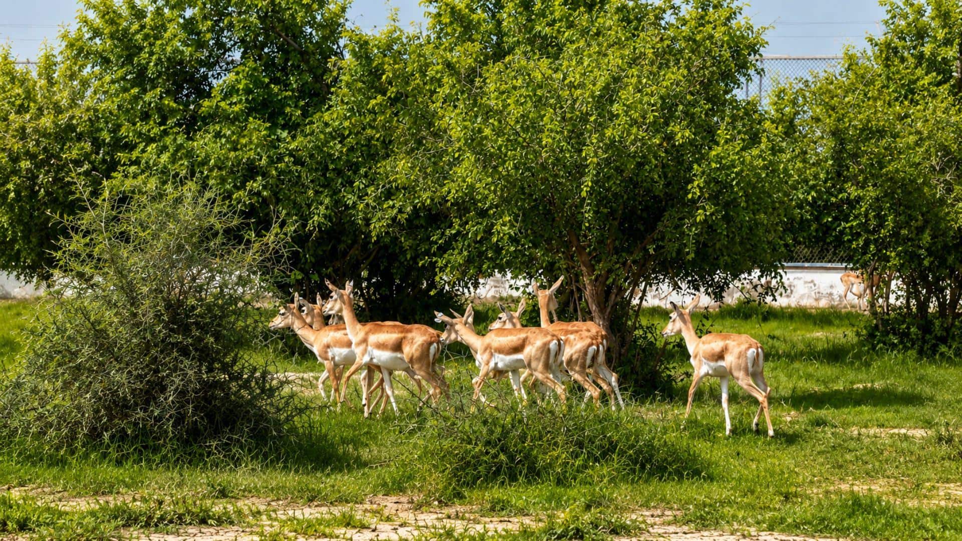 20 Blackbucks Released In Banni Grassland To Support Native Wildlife Recovery