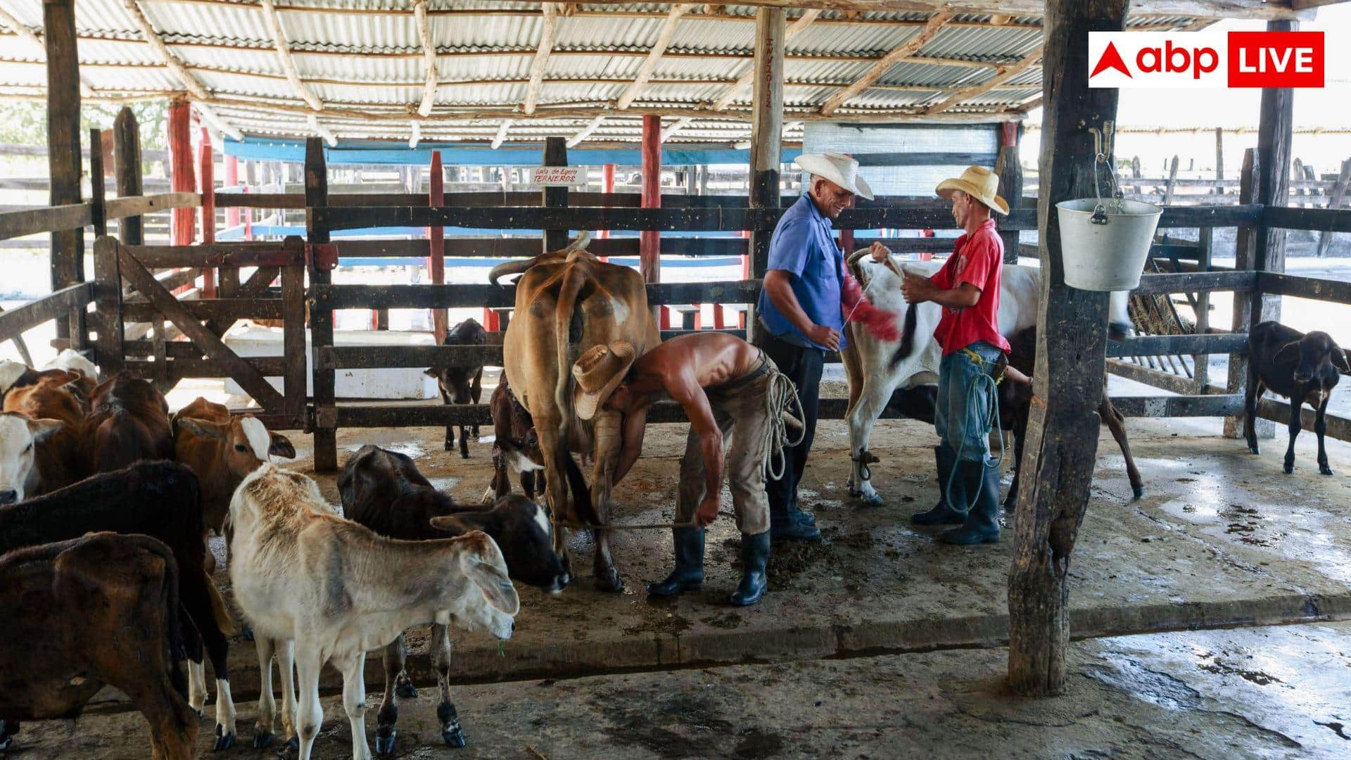 monsoon cattle care: मानसून में मवेशियों का रखें खास ख्याल, इन गंभीर बीमारियों का रहता है खतरा