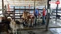 monsoon cattle care: मानसून में मवेशियों का रखें खास ख्याल, इन गंभीर बीमारियों का रहता है खतरा