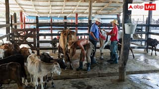 monsoon cattle care: मानसून में मवेशियों का रखें खास ख्याल, इन गंभीर बीमारियों का रहता है खतरा