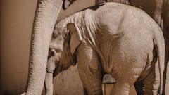 Animal True Love: क्या जानवरों को भी होता है सच्चा प्यार, क्या कहता है साइंस?