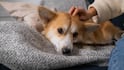 Animal True Love: क्या जानवरों को भी होता है सच्चा प्यार, क्या कहता है साइंस?