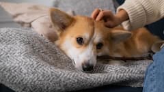 Animal True Love: क्या जानवरों को भी होता है सच्चा प्यार, क्या कहता है साइंस?