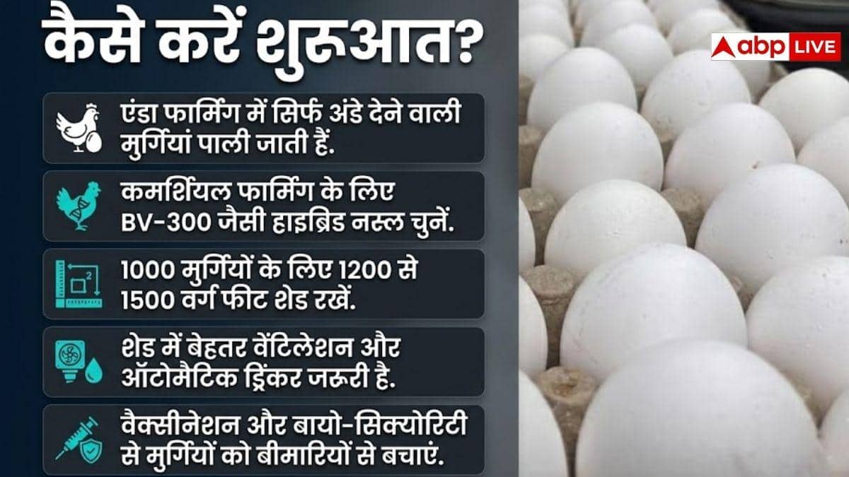 अपने फार्म हाउस पर कैसे करें अंडा फार्मिंग, कितना आएगा खर्च?